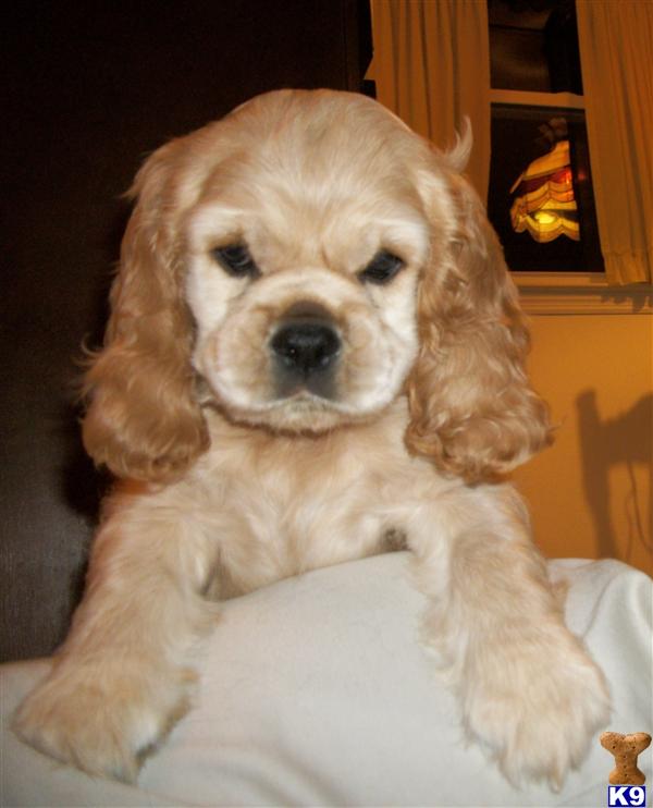 Puppies in NJ